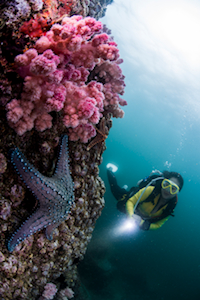 Hong Kong coral garden project